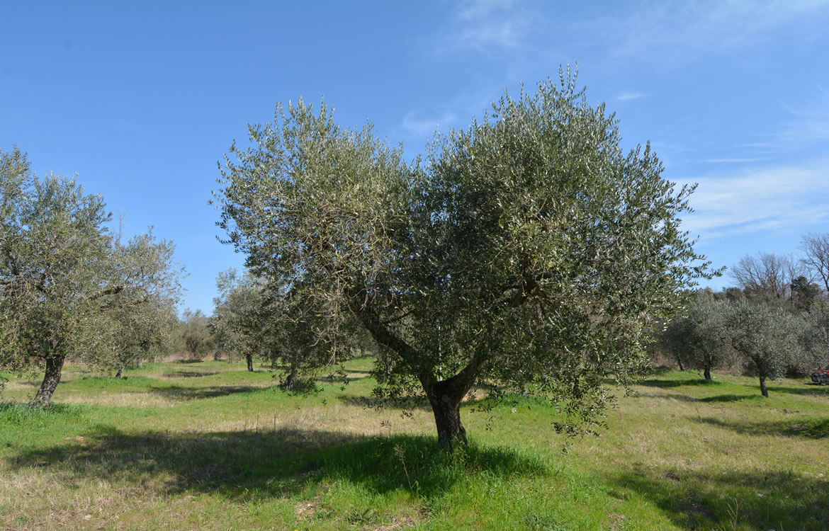 Macchia d'Isernia